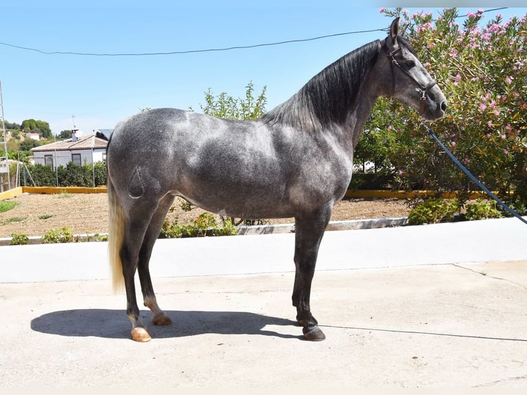 PRE Mare 5 years 15,2 hh Grey in Provinz Malaga