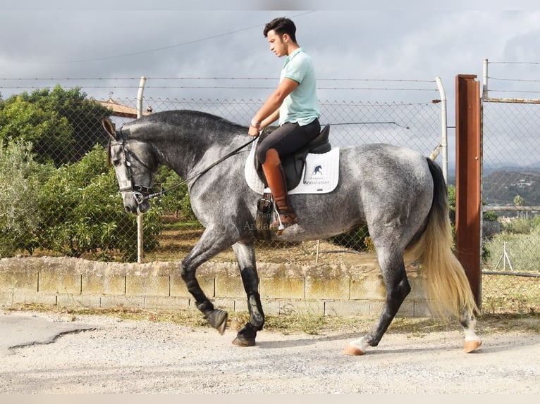 PRE Mare 5 years 15,2 hh Grey in Provinz Malaga