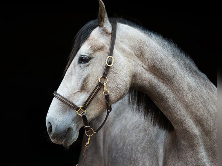 PRE Mix Mare 5 years 15,2 hh Grey-Red-Tan in M&#xFC;ckeln