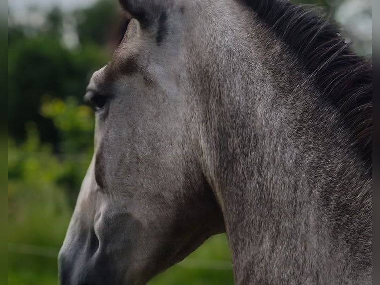 PRE Mix Mare 5 years 15,2 hh Grey-Red-Tan in M&#xFC;ckeln