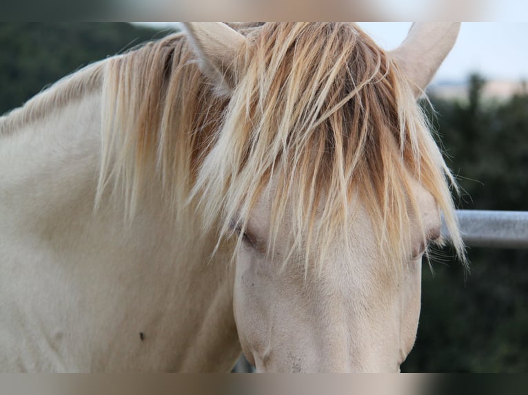 PRE Mix Mare 5 years 15,2 hh Pearl in Kirn