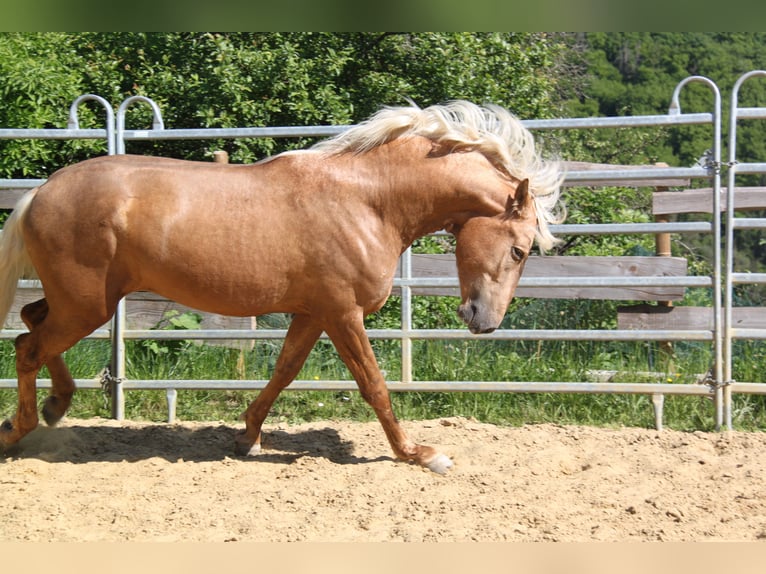 PRE Mix Mare 5 years 15,2 hh Pearl in Kirn