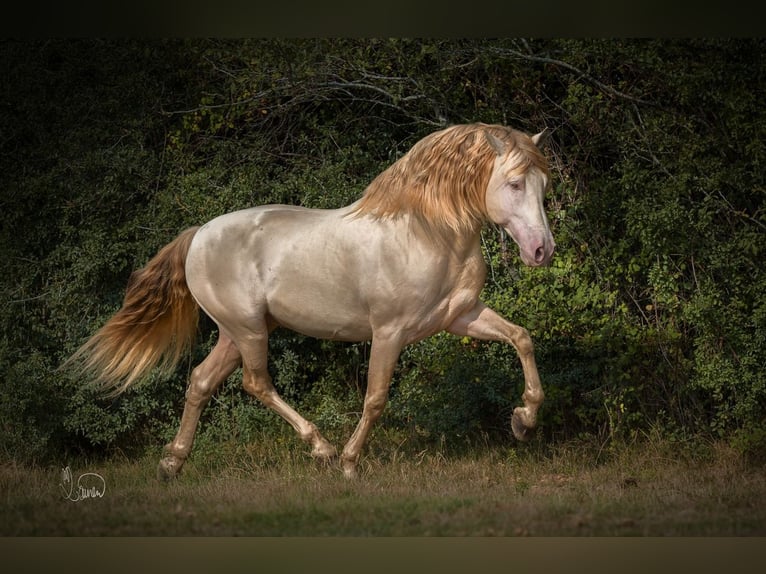 PRE Mix Mare 5 years 15,2 hh Pearl in Kirn