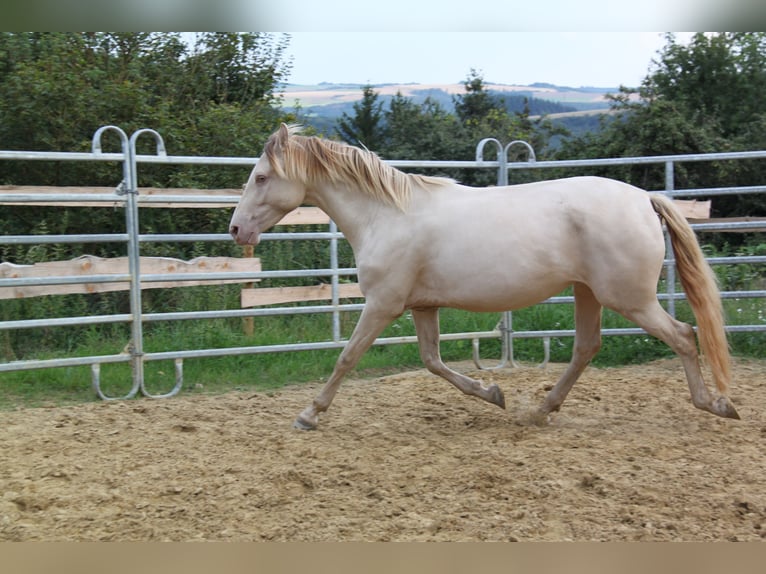 PRE Mix Mare 5 years 15,2 hh Pearl in Kirn