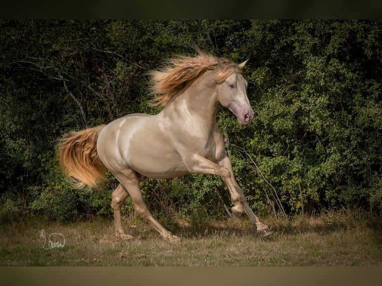 PRE Mix Mare 5 years 15,2 hh Pearl in Kirn