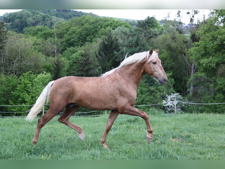 PRE Mix Mare 5 years 15,2 hh Pearl in Kirn