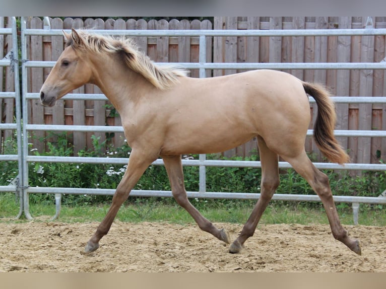 PRE Mix Mare 5 years 15,2 hh Pearl in Kirn