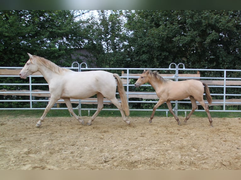 PRE Mix Mare 5 years 15,2 hh Pearl in Kirn
