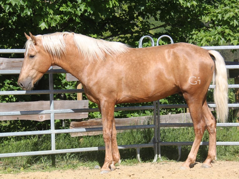PRE Mix Mare 5 years 15,2 hh Pearl in Kirn