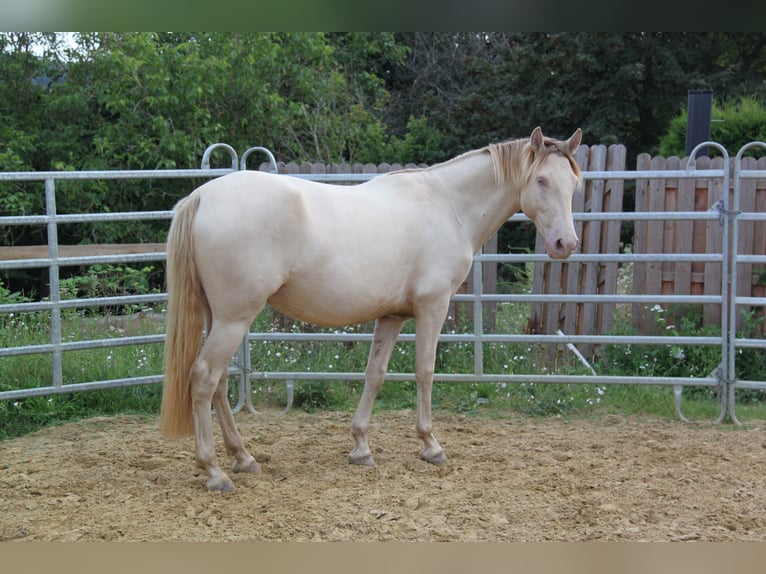 PRE Mix Mare 5 years 15,2 hh Pearl in Kirn