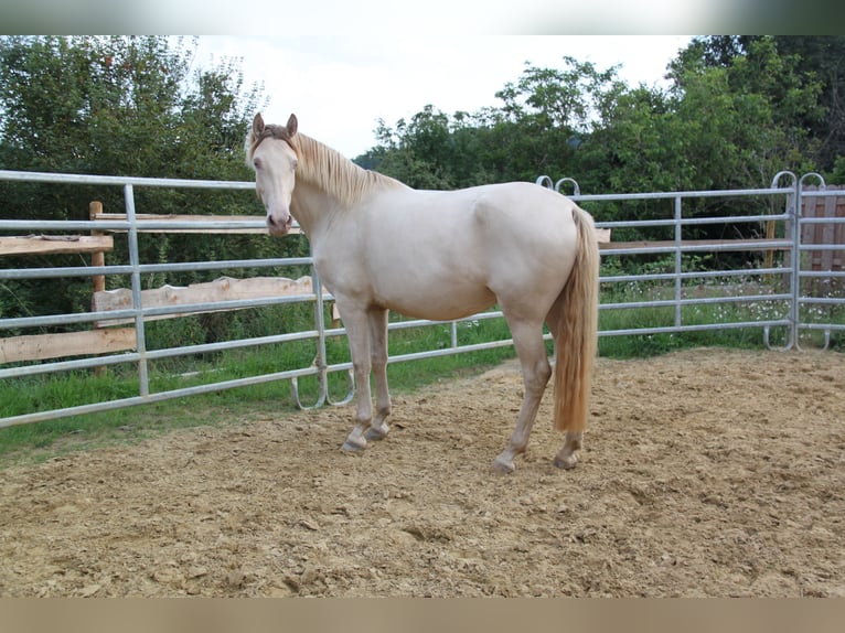 PRE Mix Mare 5 years 15,2 hh Pearl in Kirn