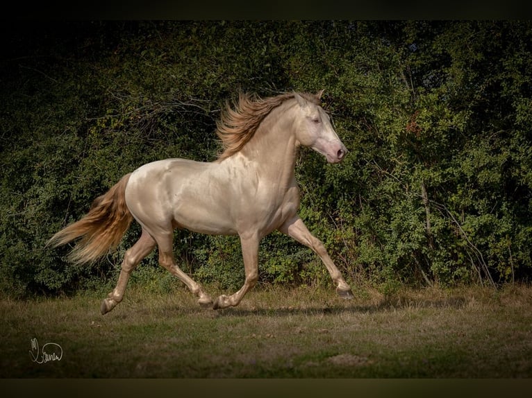 PRE Mix Mare 5 years 15,2 hh Pearl in Kirn