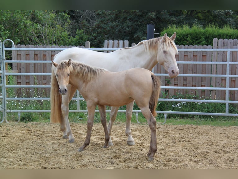 PRE Mix Mare 5 years 15,2 hh Pearl in Kirn