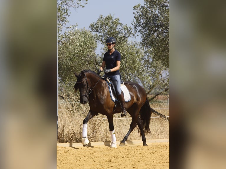 PRE Mare 5 years 15,3 hh Black in Carmona
