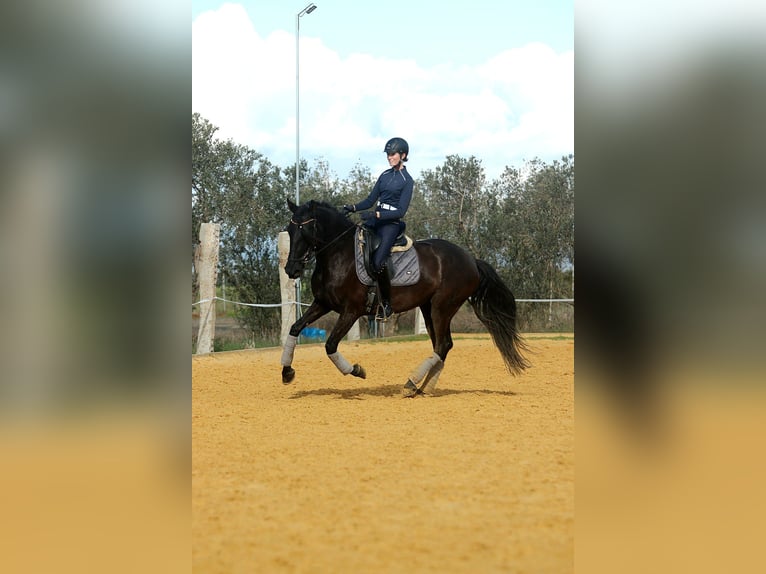 PRE Mare 5 years 15,3 hh Black in Carmona