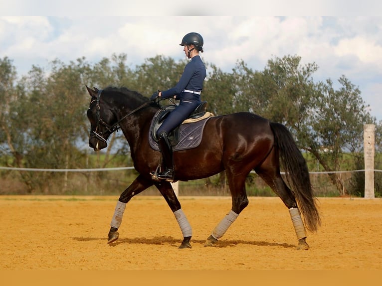PRE Mare 5 years 15,3 hh Black in Carmona