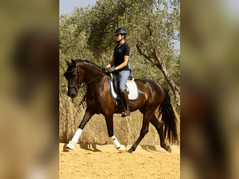 PRE Mare 5 years 15,3 hh Black in Carmona