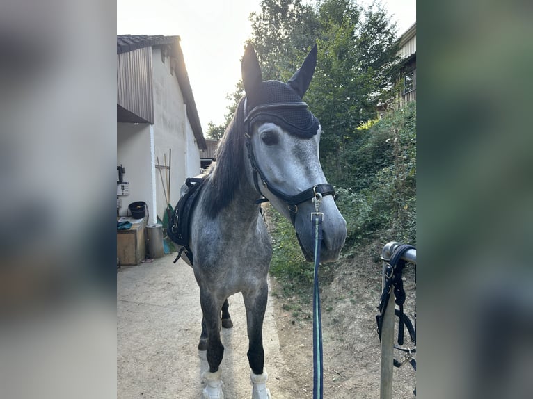 PRE Mare 5 years 15,3 hh Gray-Dapple in Nastätten