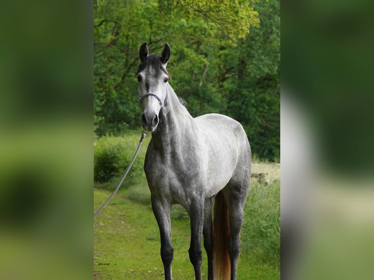 PRE Mare 5 years 15,3 hh Gray-Dapple in Nastätten