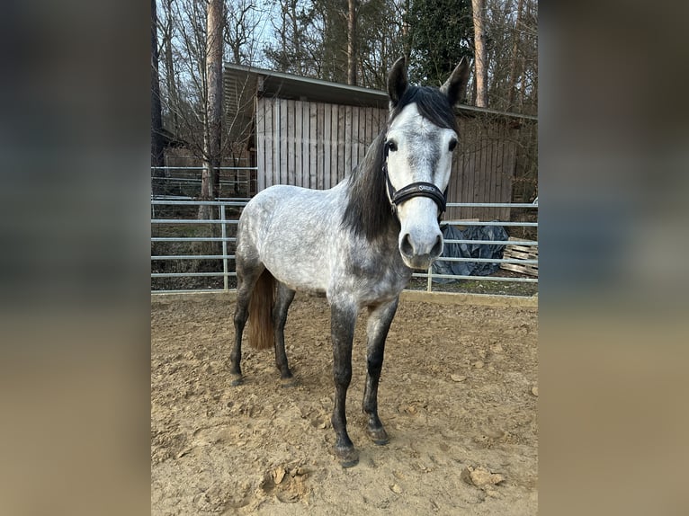 PRE Mare 5 years 15,3 hh Gray-Dapple in Nastätten