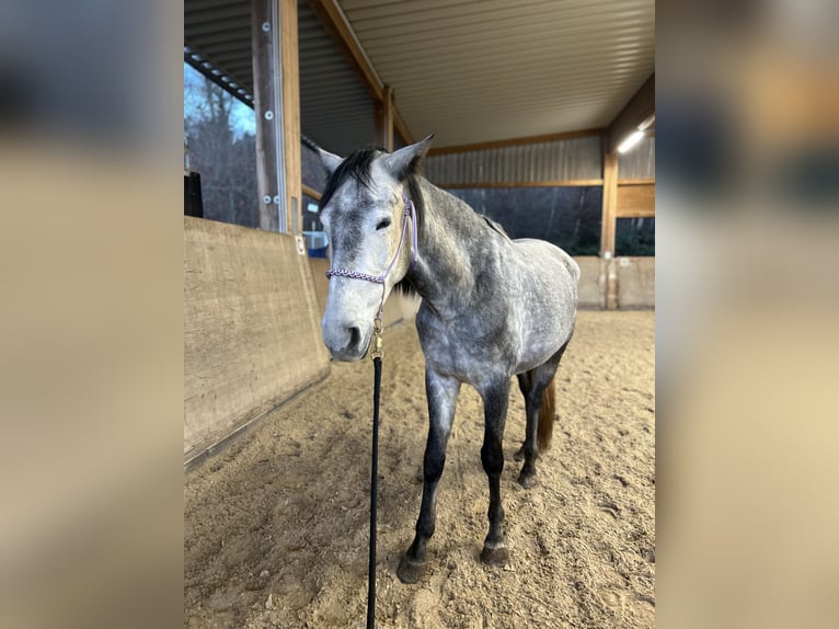 PRE Mare 5 years 15,3 hh Gray-Dapple in Nastätten