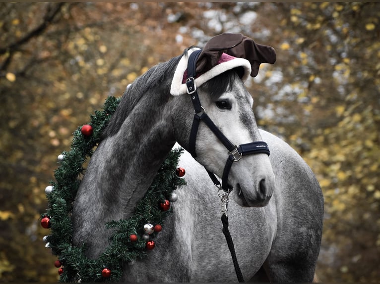 PRE Mare 5 years 15,3 hh Gray-Dapple in Nastätten