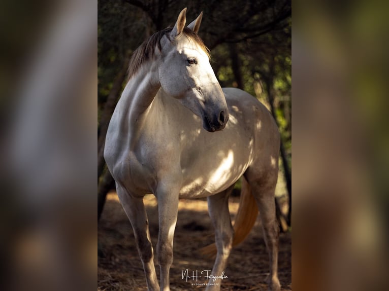 PRE Mix Mare 5 years 15,3 hh Grey in Felanitx