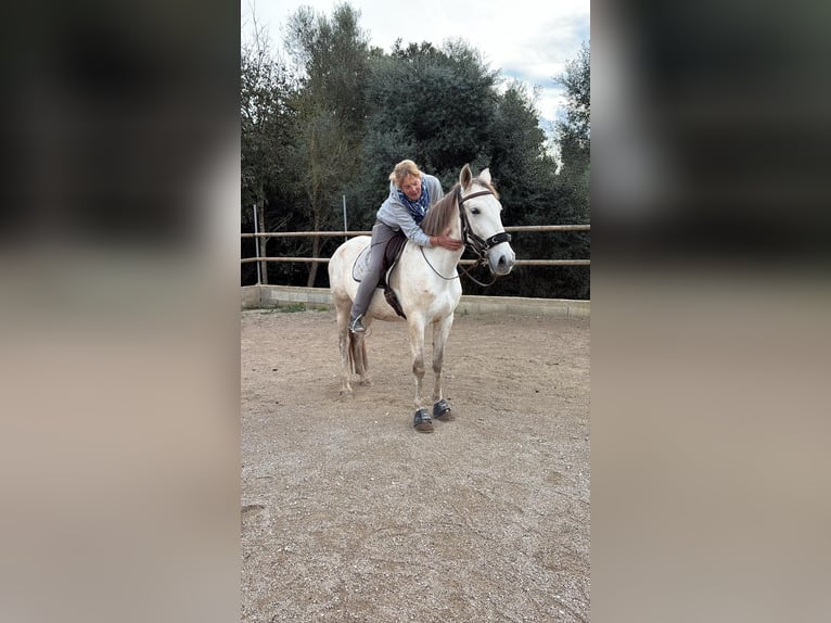 PRE Mix Mare 5 years 15,3 hh Grey in Felanitx