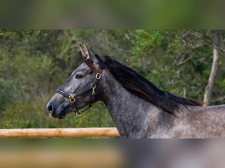 PRE Mare 5 years 15,3 hh Grey in Manacor