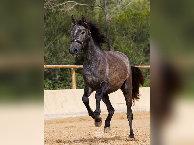 PRE Mare 5 years 15,3 hh Grey in Manacor