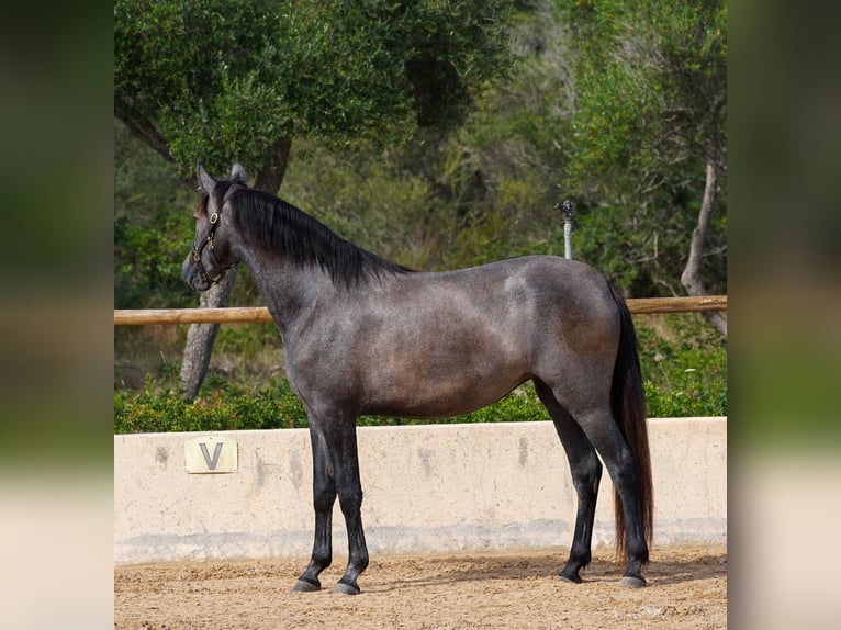 PRE Mare 5 years 15,3 hh Grey in Manacor