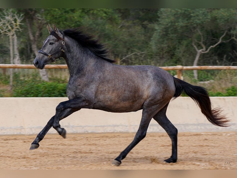 PRE Mare 5 years 15,3 hh Grey in Manacor