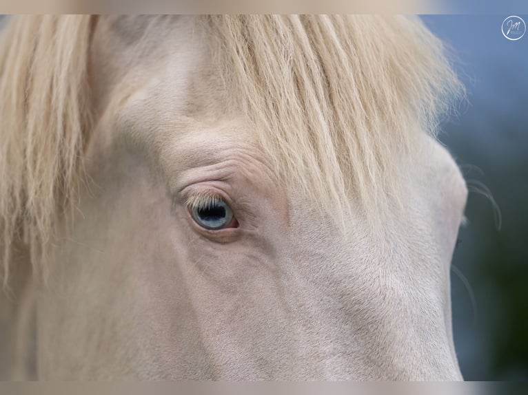 PRE Mare 5 years 15,3 hh Perlino in Balingen
