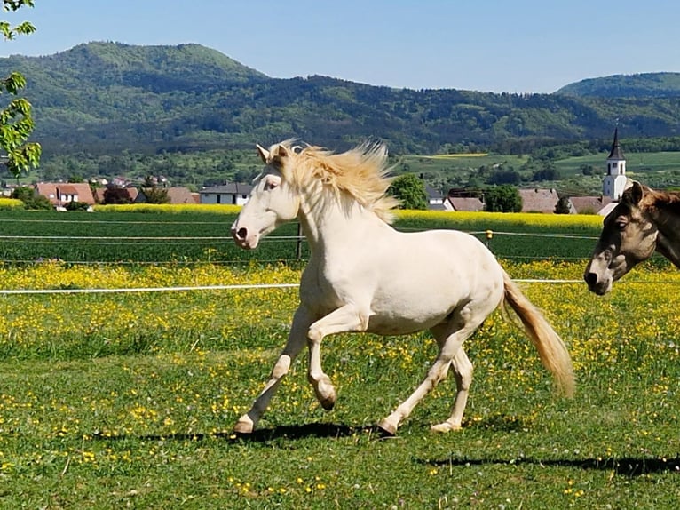 PRE Mare 5 years 15,3 hh Perlino in Balingen