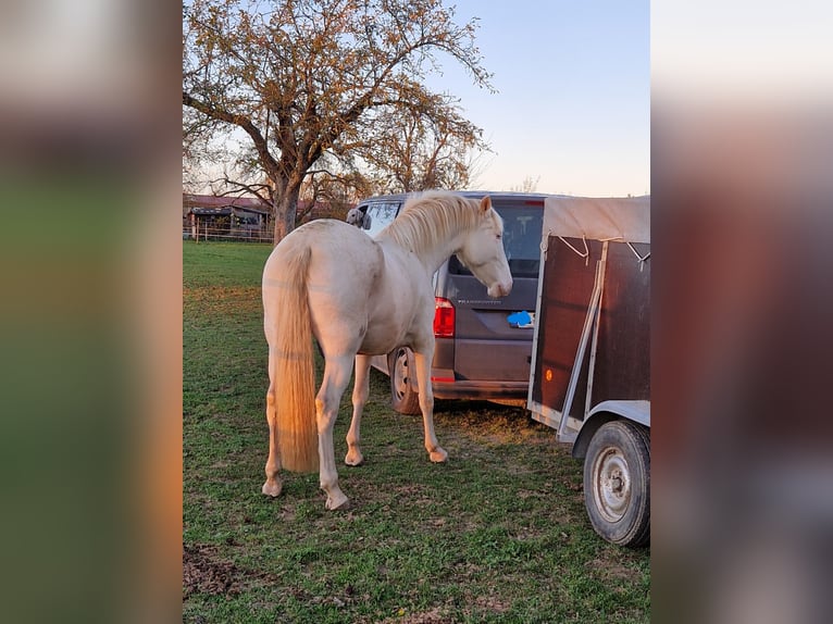 PRE Mare 5 years 15,3 hh Perlino in Moisburg