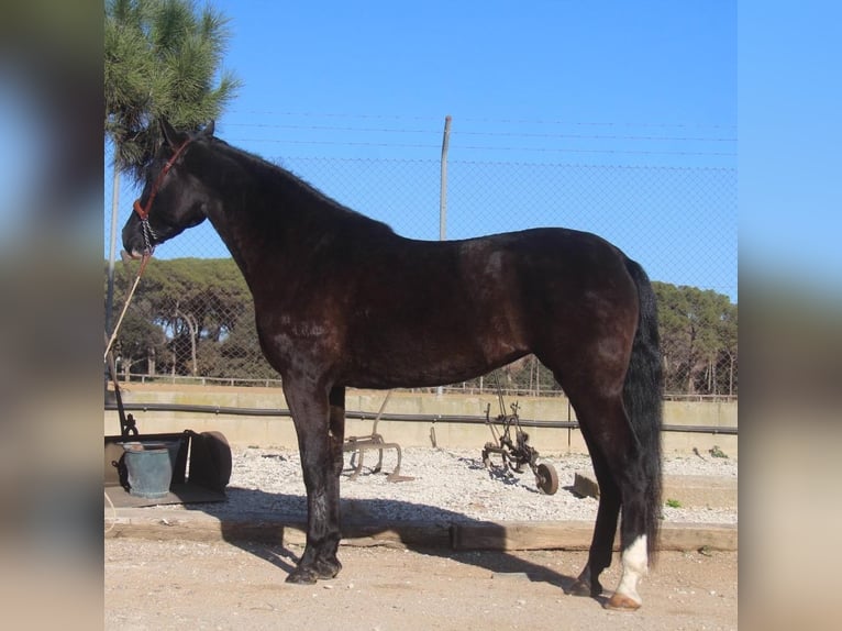 PRE Mix Mare 5 years 16,1 hh Bay-Dark in Hamburg