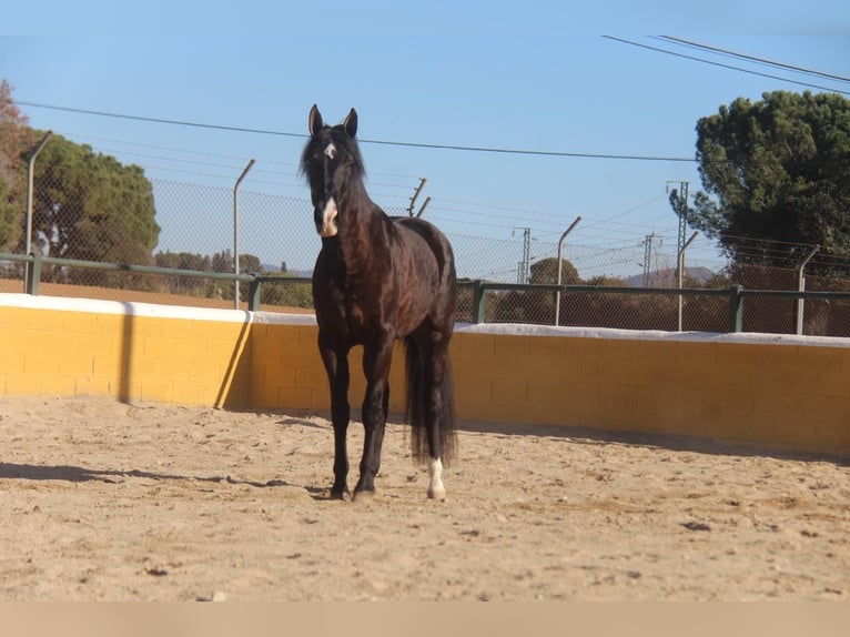 PRE Mix Mare 5 years 16,1 hh Bay-Dark in Hamburg