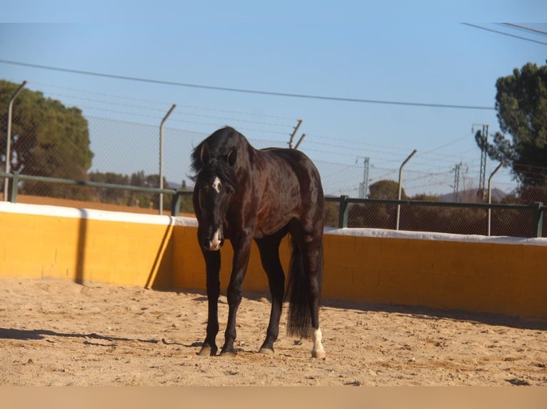 PRE Mix Mare 5 years 16,1 hh Bay-Dark in Hamburg