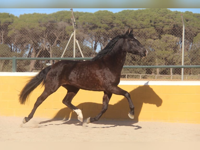 PRE Mix Mare 5 years 16,1 hh Bay-Dark in Hamburg