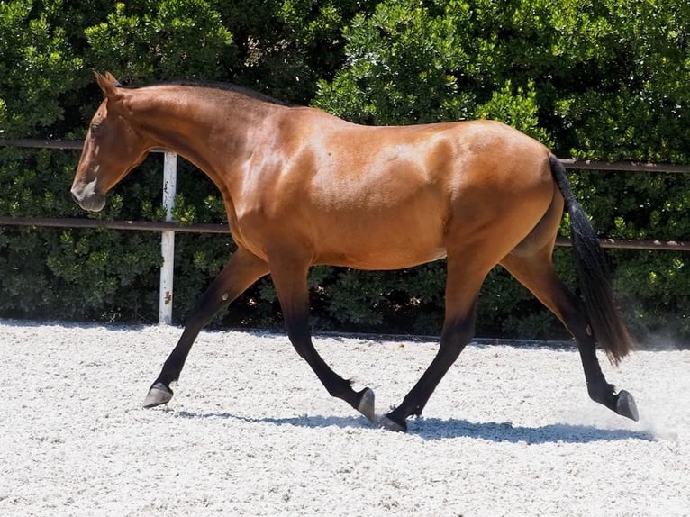 PRE Mix Mare 5 years 16,1 hh Bay in NAVAS DEL MADRONO