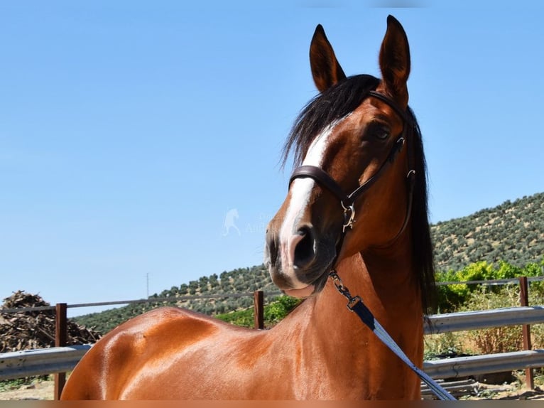 PRE Mare 5 years 16,1 hh in Provinz Cordoba