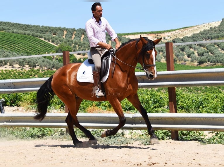 PRE Mare 5 years 16,1 hh in Provinz Cordoba