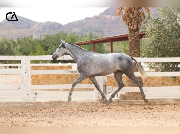 PRE Mare 5 years 16,1 hh Gray-Dapple in Puerto Lumbreras