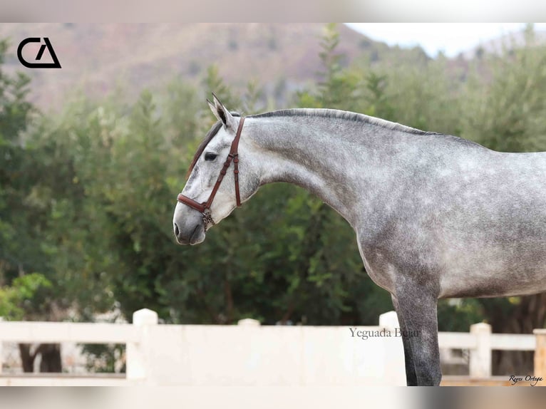 PRE Mare 5 years 16,1 hh Gray-Dapple in Puerto Lumbreras