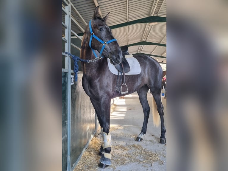 PRE Mare 5 years 16,1 hh Gray in Sutullena