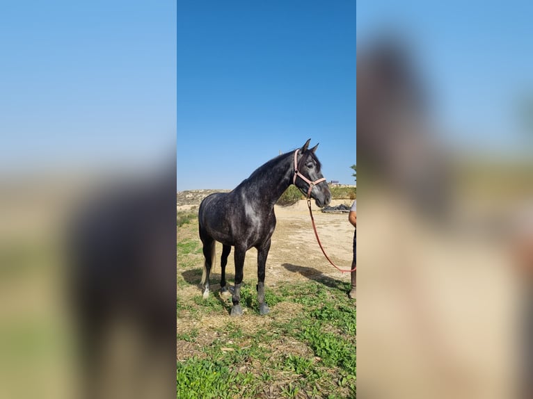 PRE Mare 5 years 16,1 hh Gray in Sutullena