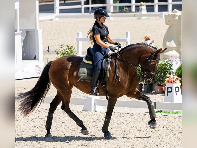 PRE Mare 5 years 16.2 hh Brown in Turís