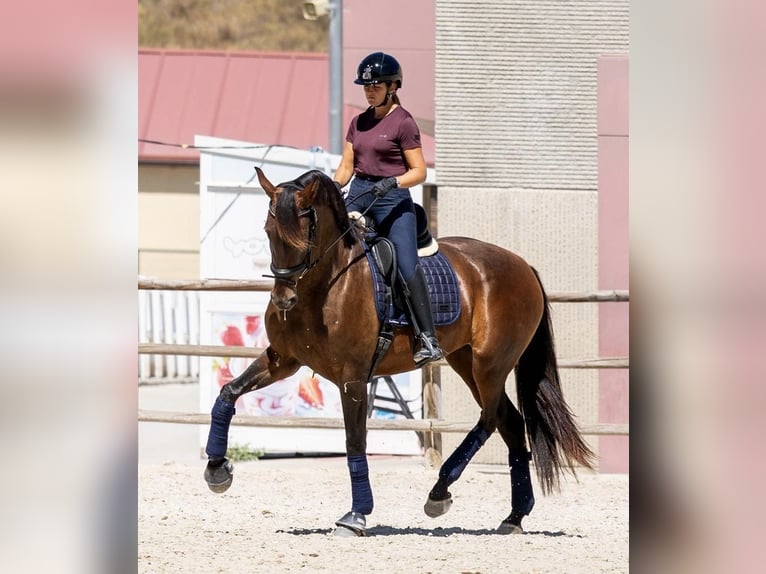 PRE Mare 5 years 16.2 hh Brown in Turís