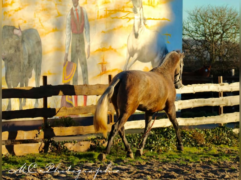 PRE Mix Mare 5 years 16,2 hh Brown Falb mold in Polenz