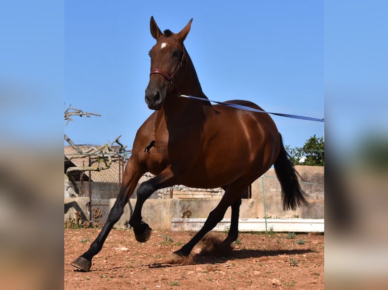 PRE Mare 5 years 16,2 hh Brown in Menorca